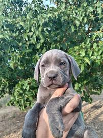 Cuccioli cane corso
