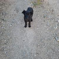 Cucciolo di taglia media/grande