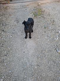 Cucciolo di taglia media/grande