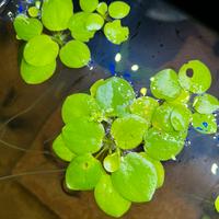 Limnobium laevigatum