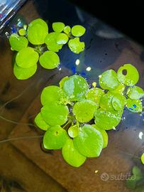 Limnobium laevigatum