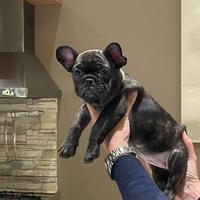 Buldog francese