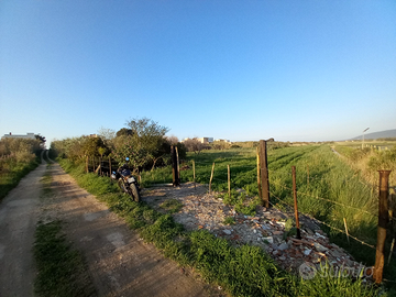 Terreno torre mileto con olivi