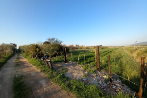 Terreno torre mileto con olivi