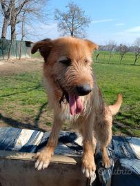 SIRIO un cagnolone tanto buono