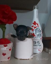 Miniatura pincher