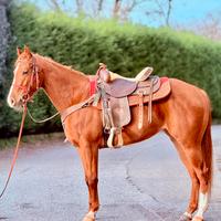 Cavalla Paint Horses