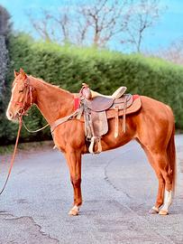 Cavalla Paint Horses