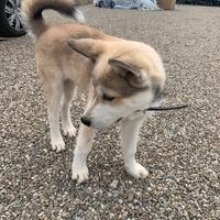 Cucciolo di Husky