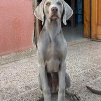 Cucciolo Weimaraner