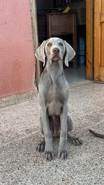 Cucciolo Weimaraner