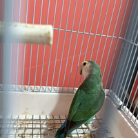 Inseparabile maschio