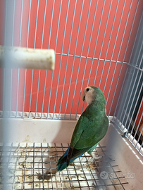 Inseparabile maschio