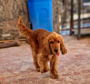 Cocker spaniel inglese per monta