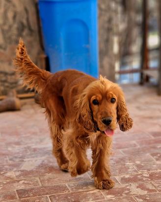 Cocker spaniel inglese per monta