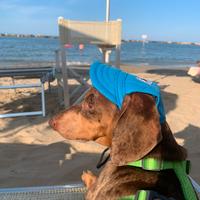 Mare pet friendly