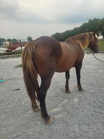 Cavallo meticcio