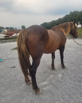 Cavallo meticcio