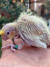 Disponibili calopsite