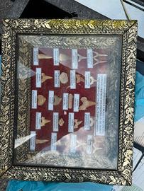 Quadro Fossili Marocco Denti Squalo Preistorico