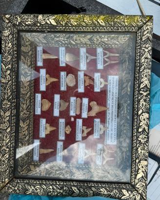 Quadro Fossili Marocco Denti Squalo Preistorico