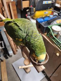 trespolo per pappagalli