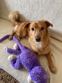 Cane meticcio senza razza color miele