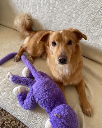 Cane meticcio senza razza color miele