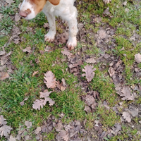 Cane da caccia