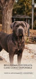Cane corso cuccioli