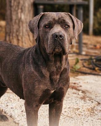 Cane corso cuccioli