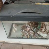 Aquario Pesce