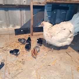Australorp Splash + 9 pulcini