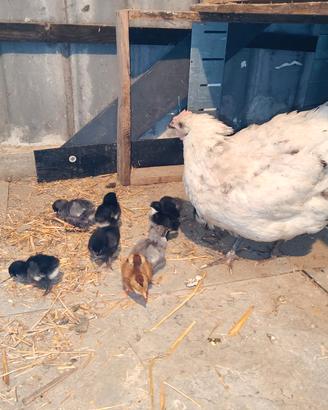 Australorp Splash + 9 pulcini