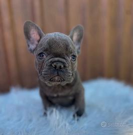 Bulldog francesi blu