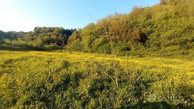 Terreno agricolo