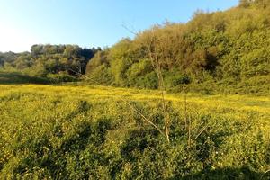 Terreno agricolo