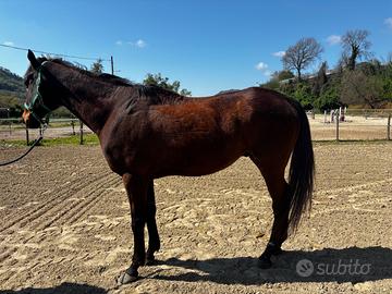 Cavallo