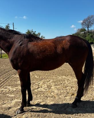 Cavallo