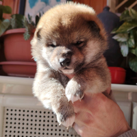 Shiba Inu puppy