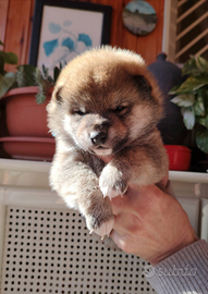 Shiba Inu puppy