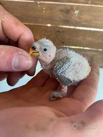 Pulli di inseparabili