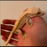 Geco Ciliatus