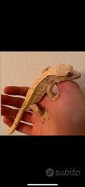Geco Ciliatus