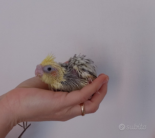 Calopsite da imbecco