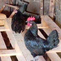 Coppia gallinelle Olandesine nane