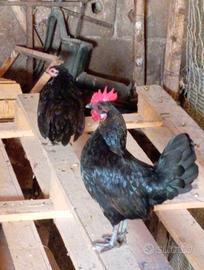 Coppia gallinelle Olandesine nane