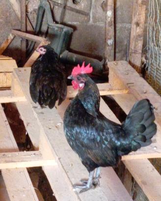 Coppia gallinelle Olandesine nane