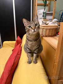 Gatto maschio