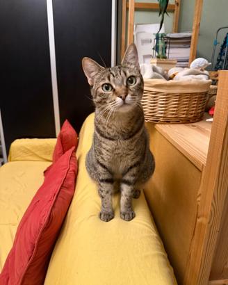 Gatto maschio